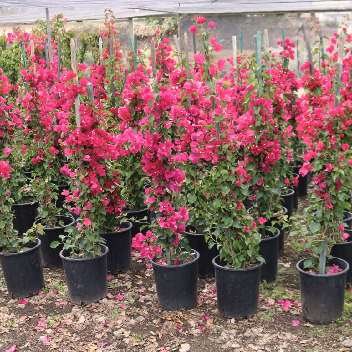 Bougainvillea (Any color, 5 gallon) Planting Included