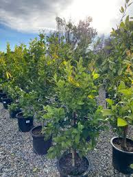 Citrus tree 15 gallon Planting Included