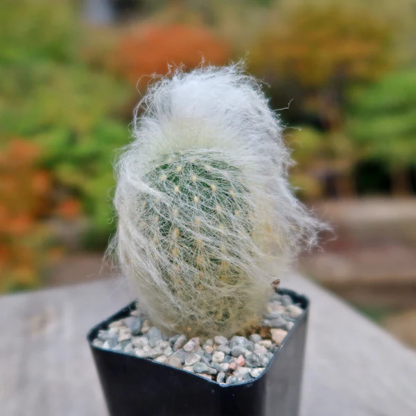 Old man cactus 5 gallon (Planting Included)