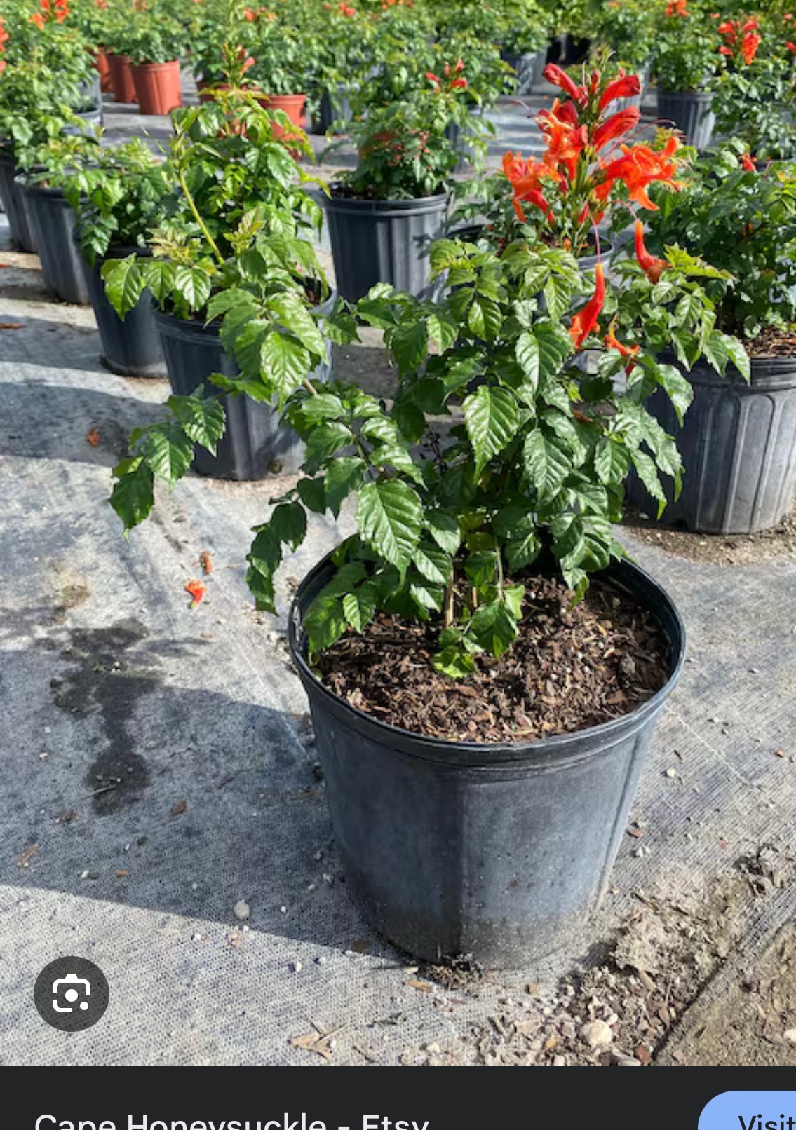 Honeysuckle 5 gallon (Planting Incuded)