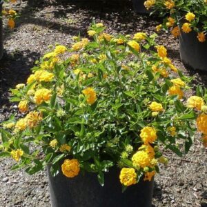 Lantanas any color 5 gallon (Installation included)