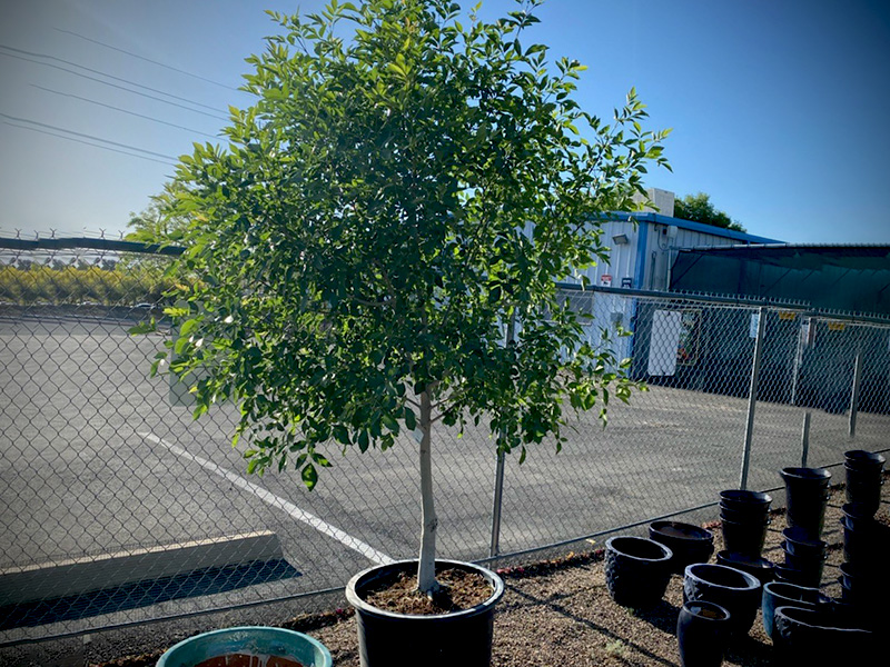 Arizona Ash Tree 15 Gallon (Installation Included)