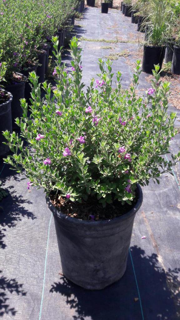 Texas Ranger leucophyllum 5 gallon (Planting Included)